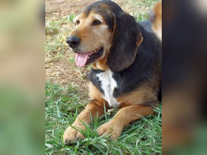 Kostas - eine sanfte Seele auf der Suche nach seinem Glück