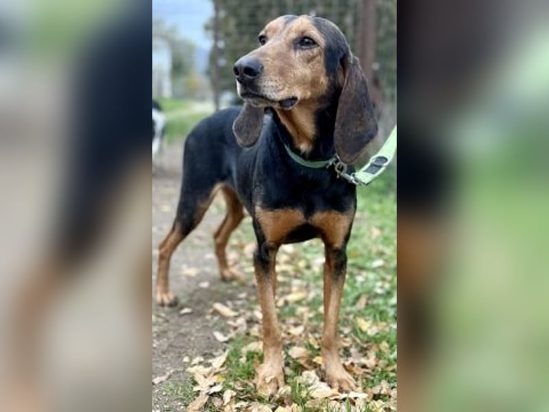 Sanfter Marco sucht sein Glück