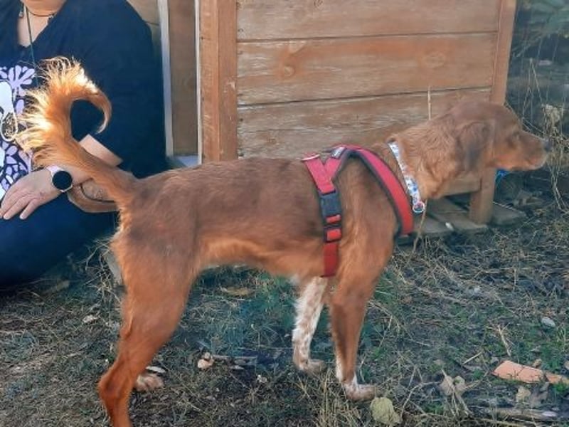 Sissi-charmante kleine Hundedame wartet auf ihr Glück