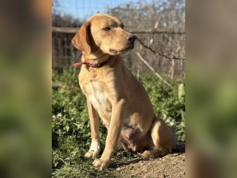 Gretel - lernbegierige schöne Junghündin