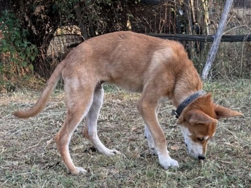 Ace - fröhlicher Junghund wartet sehnsüchtig auf seine Menschen