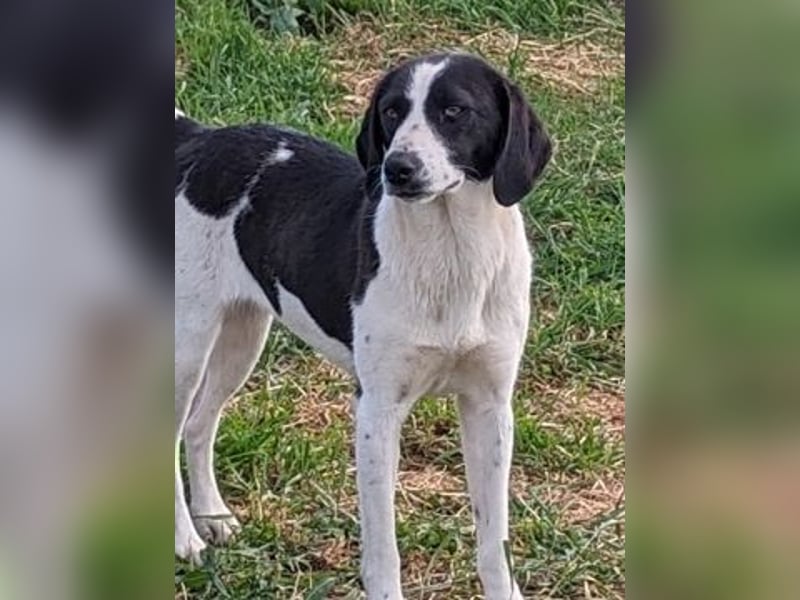 freundliche Lizy sucht ihre Menschen