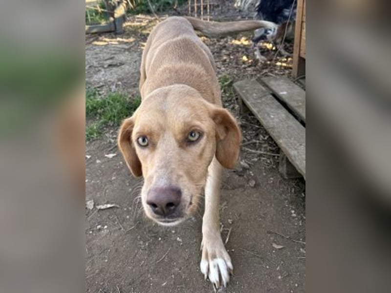 Gretel - lernbegierige schöne Junghündin