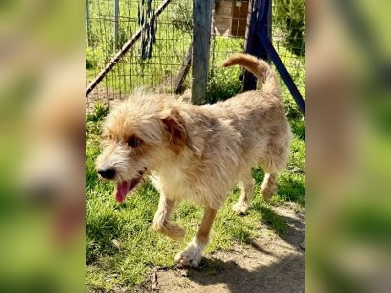 Simon - junger Sonnenschein sucht seine Menschen