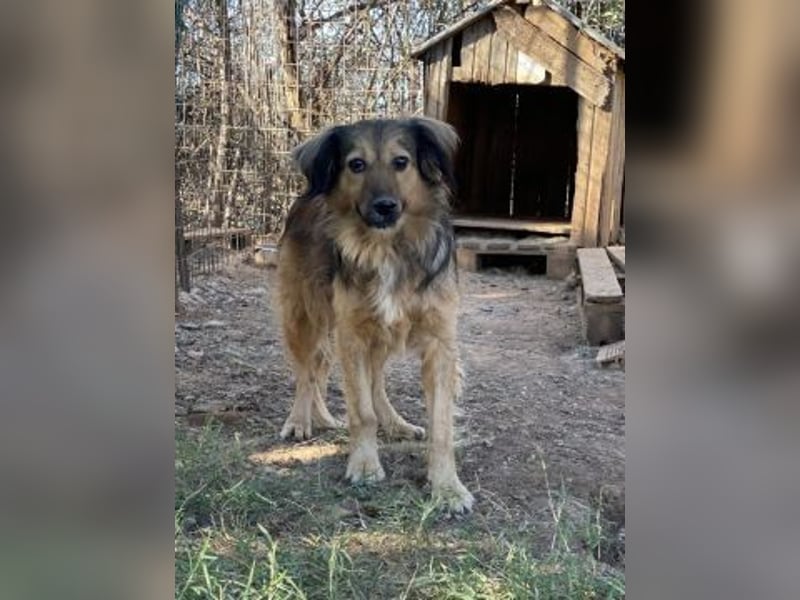 hübsche Zelda - Herzenshündin sucht ihre Menschen