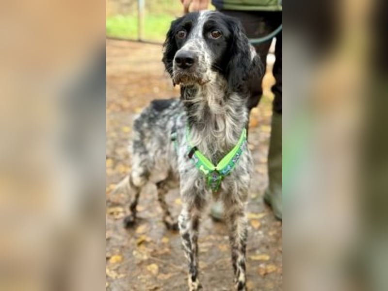 *Reserviert* Freundliche Claudia - ein Herz auf 4 Pfoten