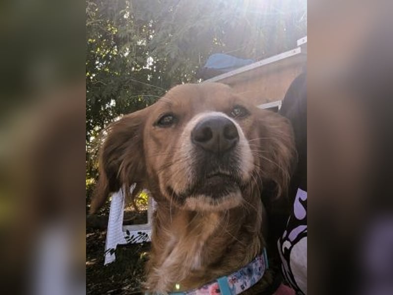 Sissi-charmante kleine Hundedame wartet auf ihr Glück