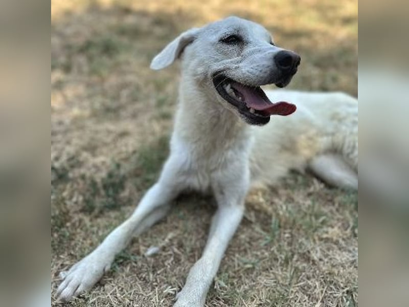 *Reserviert* Sonnenschein Hazel - sucht ihr Glück