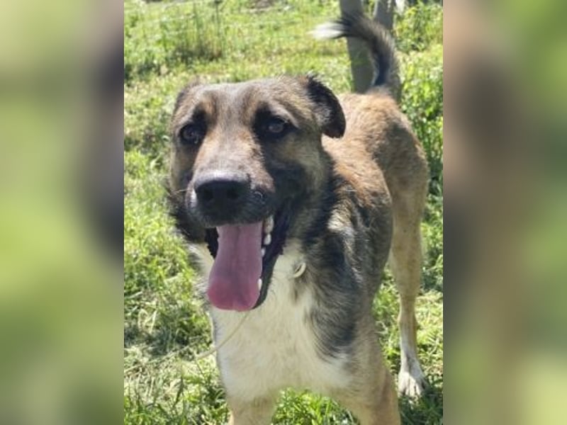 Zauberhafter Logan - sanfte zurückhaltende Seele