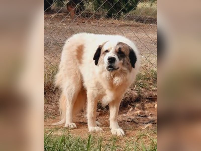 Anezia - feines, zurückhaltendes Hundemädchen