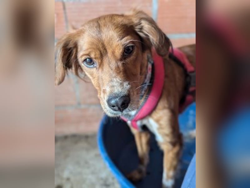 Sissi-charmante kleine Hundedame wartet auf ihr Glück