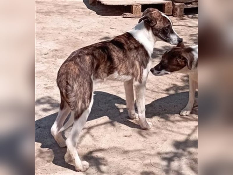 LINA - aufgewecktes und verträgliches Hundemädchen