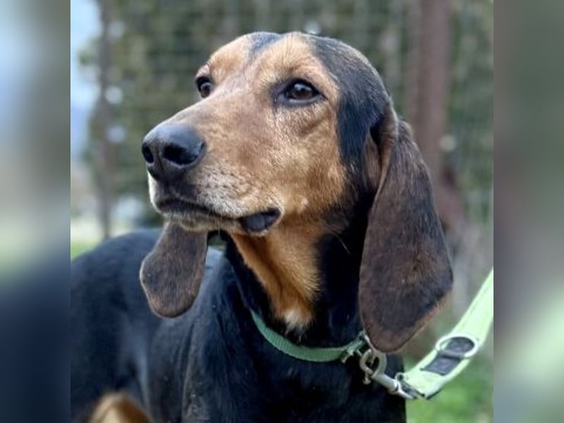 Sanfter Marco sucht sein Glück