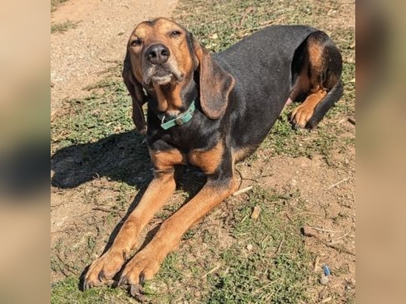 Sanfter Marco sucht sein Glück