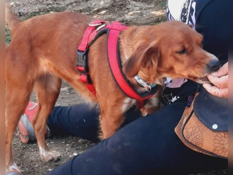 Sissi-charmante kleine Hundedame wartet auf ihr Glück