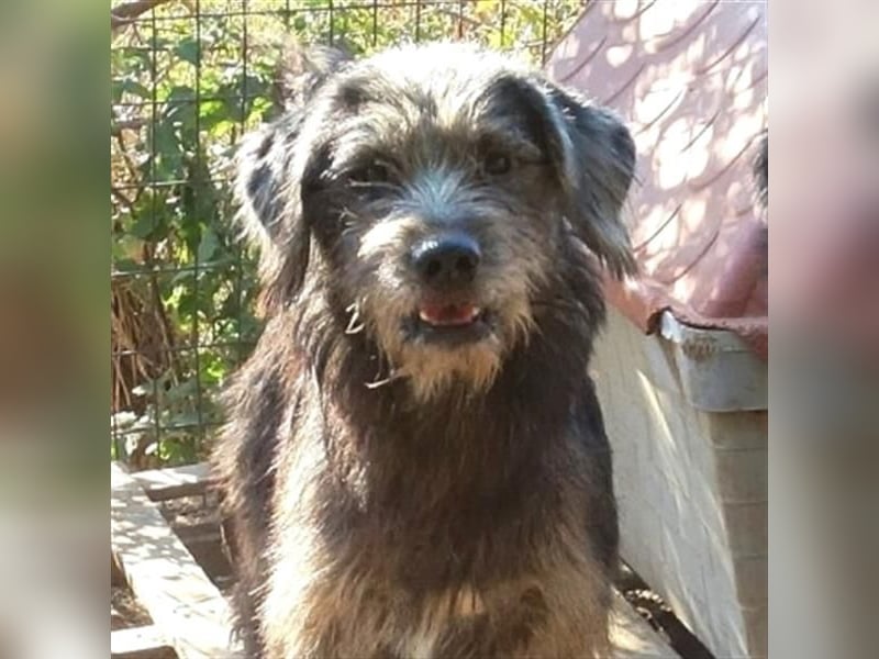 Fanis -  wuscheliger Herzenshund