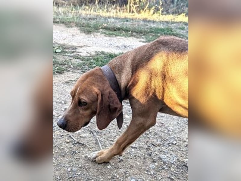 Toller verträglicher Manny - aufgeweckt aber lieb und verschmust