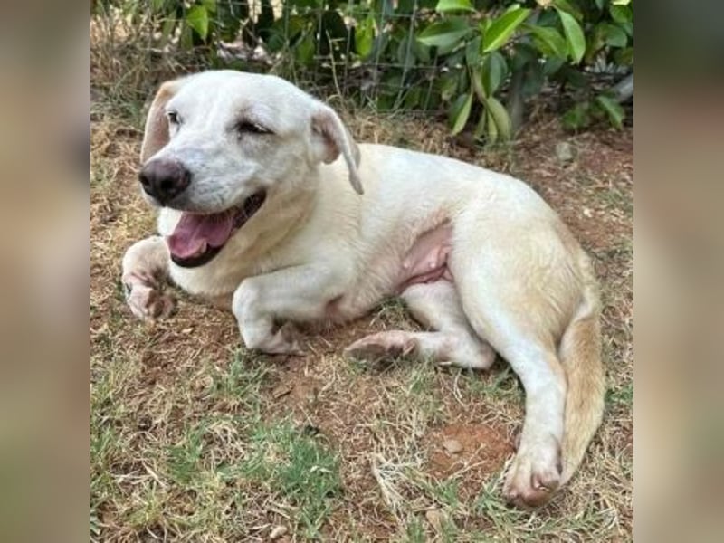 Freundliche Clara sucht ihr Für immer Zuhause