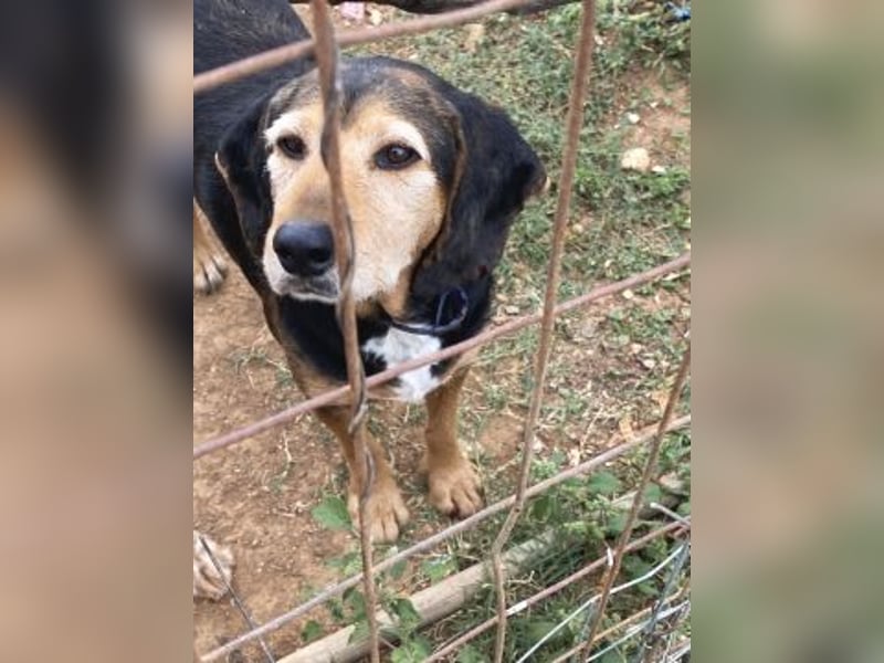 Kostas - eine sanfte Seele auf der Suche nach seinem Glück