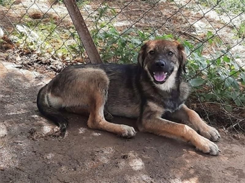 Siera - freundliches zurückhaltendes Hundemädchen