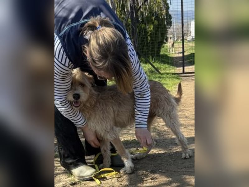 Simon - junger Sonnenschein sucht seine Menschen