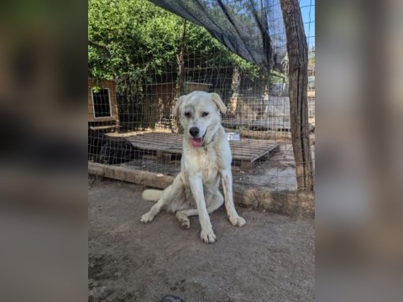 Freundlicher Kenny  sucht sein Glück