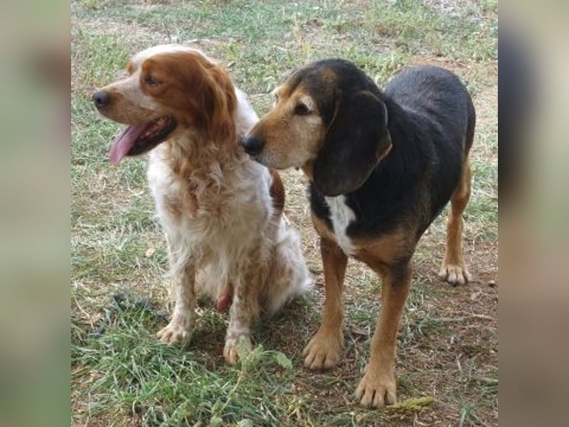 Kostas - eine sanfte Seele auf der Suche nach seinem Glück