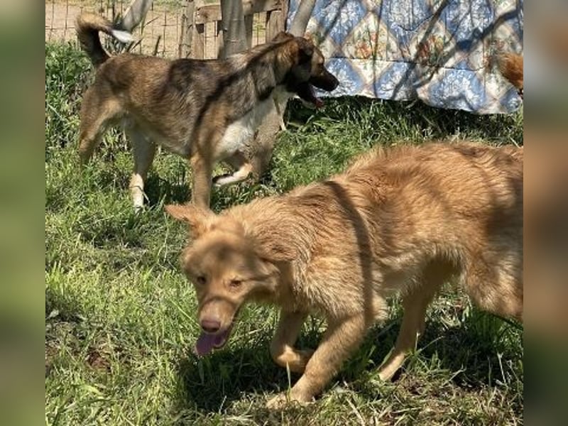 Zauberhafter Logan - sanfte zurückhaltende Seele
