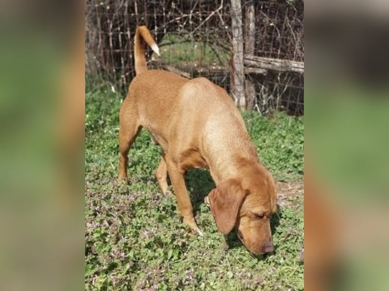 Toller verträglicher Manny - aufgeweckt aber lieb und verschmust