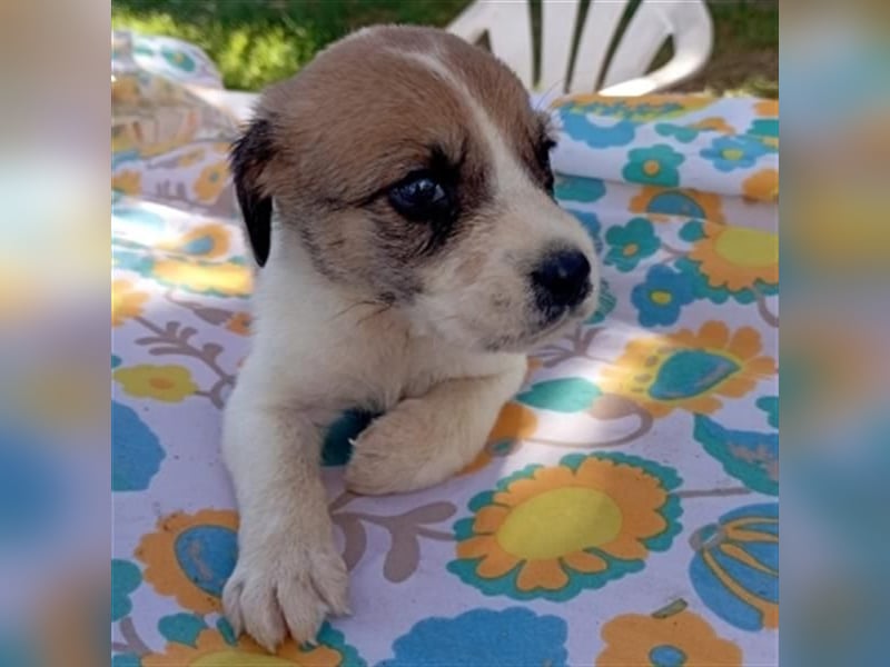 LEVI - zurückhaltender feiner Kerl sucht SEINE Menschen