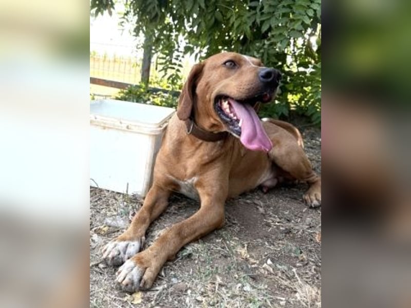 Toller verträglicher Manny - aufgeweckt aber lieb und verschmust