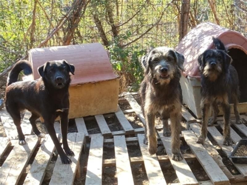Fanis - wuscheliger Herzenshund