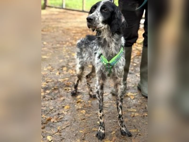 *Reserviert* Freundliche Claudia - ein Herz auf 4 Pfoten