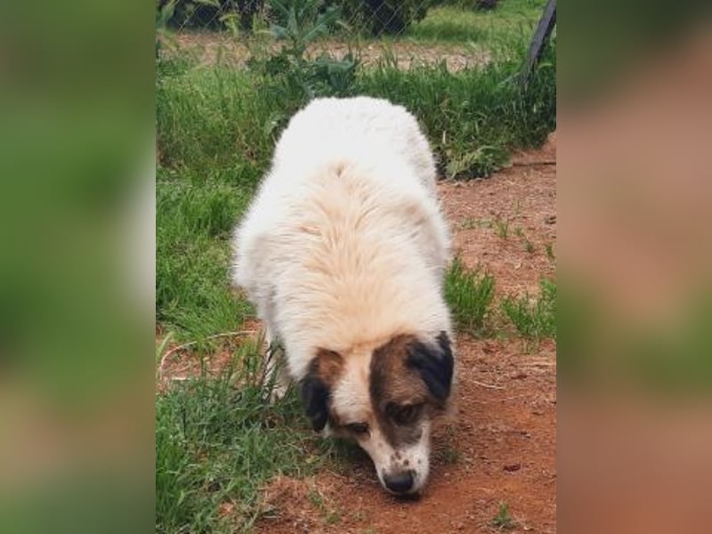 Anezia - feines, zurückhaltendes Hundemädchen