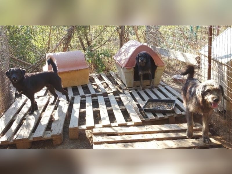 Fanis - wuscheliger Herzenshund