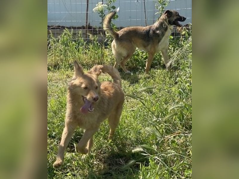 Zauberhafter Logan - sanfte zurückhaltende Seele