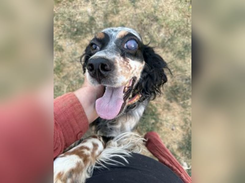 *Handicap* Lola - freundliche, menschenbezogene Setter-Mix-Hündin