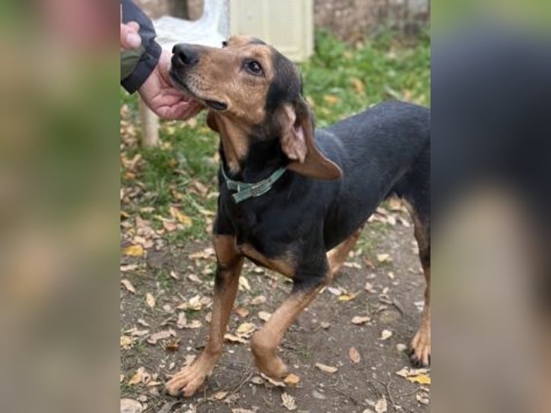 Sanfter Marco sucht sein Glück