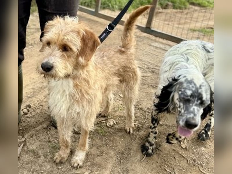 Simon - junger Sonnenschein sucht seine Menschen