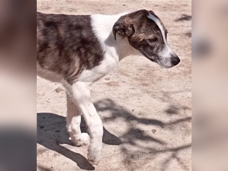 LINA - aufgewecktes und verträgliches Hundemädchen