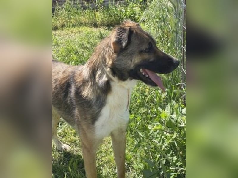 Zauberhafter Logan - sanfte zurückhaltende Seele