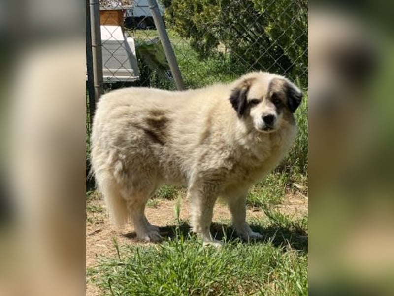 Anezia - feines, zurückhaltendes Hundemädchen