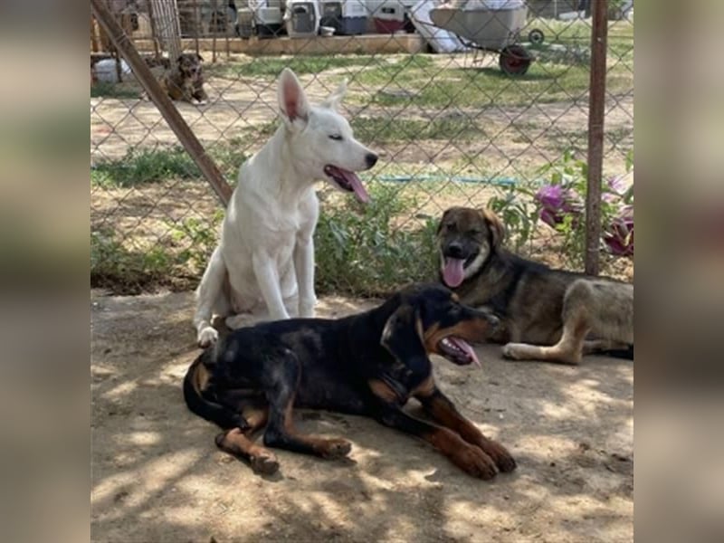 Siera - freundliches zurückhaltendes Hundemädchen