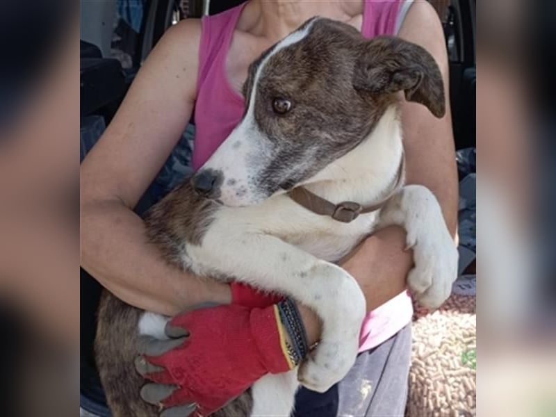 LINA - aufgewecktes und verträgliches Hundemädchen