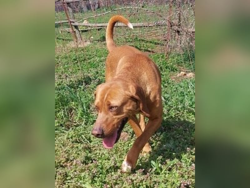 Toller verträglicher Manny - aufgeweckt aber lieb und verschmust