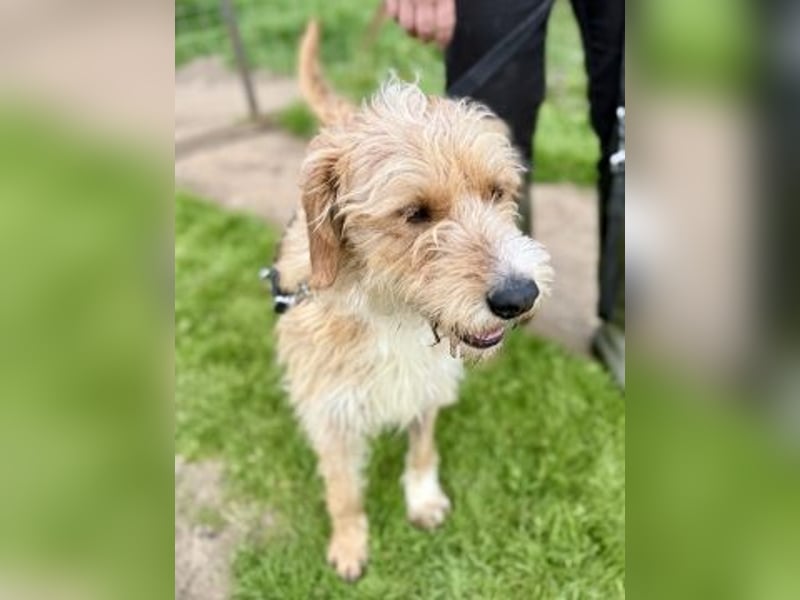 Simon - junger Sonnenschein sucht seine Menschen