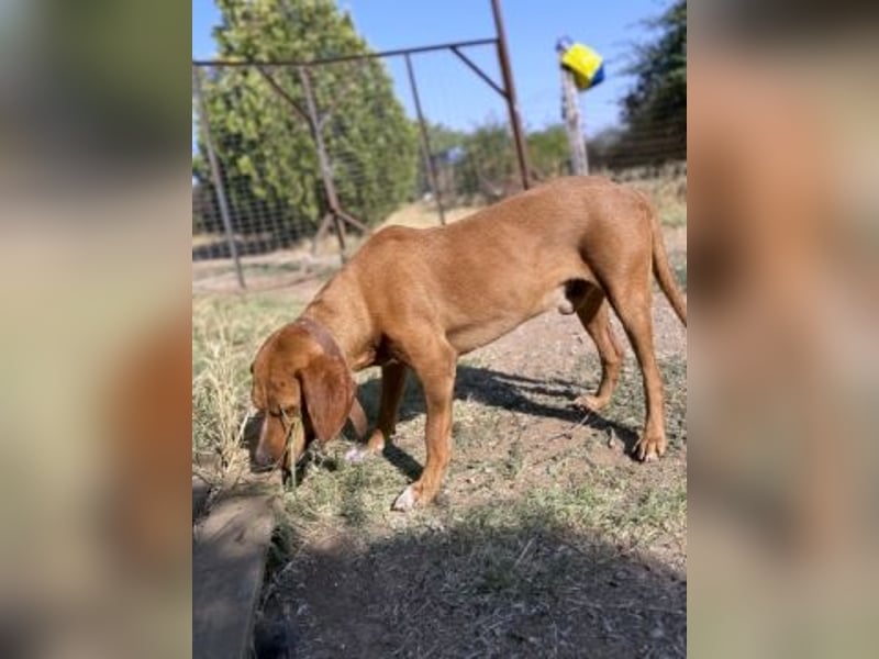Toller verträglicher Manny - aufgeweckt aber lieb und verschmust