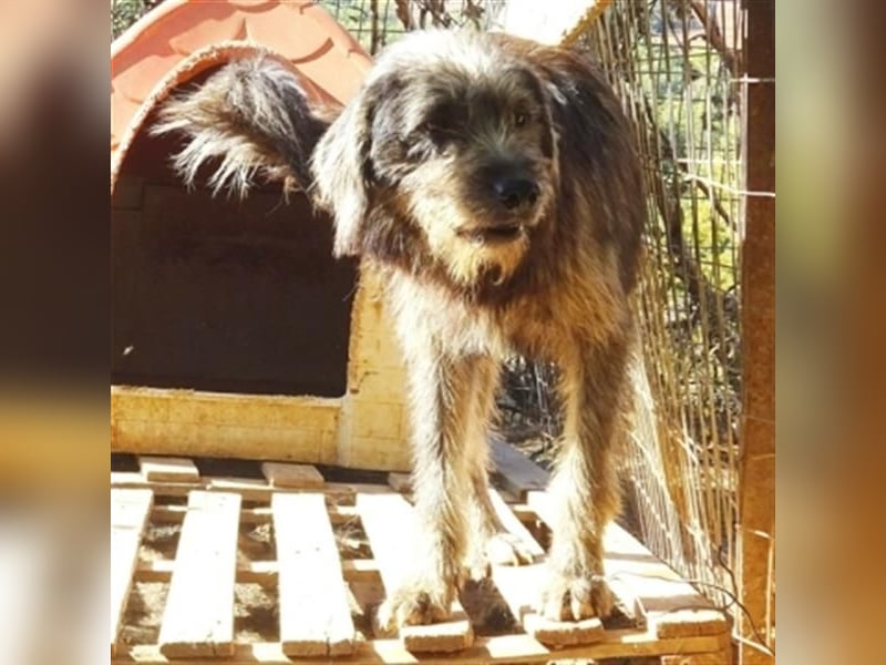 Fanis - wuscheliger Herzenshund