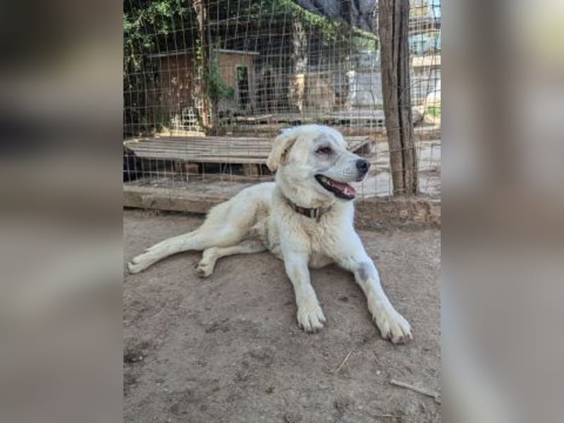 Freundlicher Kenny  sucht sein Glück