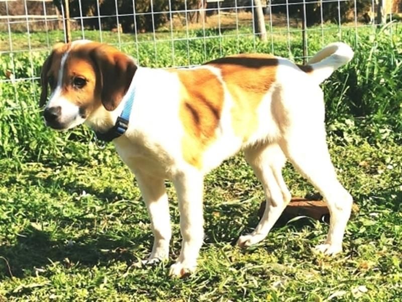 LEVI - zurückhaltender feiner Kerl sucht SEINE Menschen